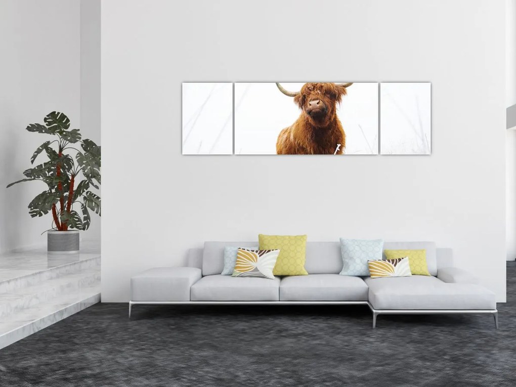 Obraz - Szkocka krowa (170x50 cm)