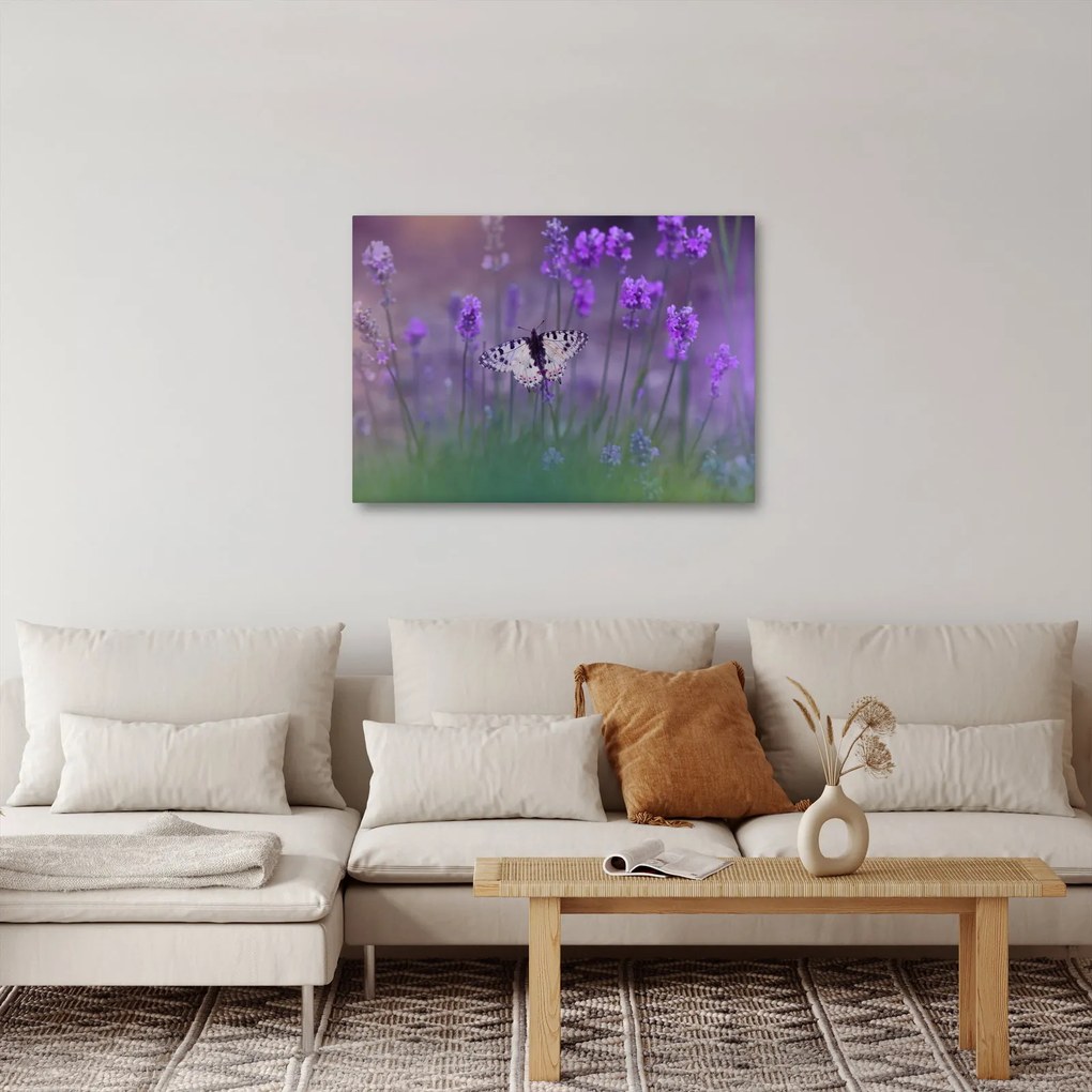 Obraz - Motyl w lawendach (70x50 cm)