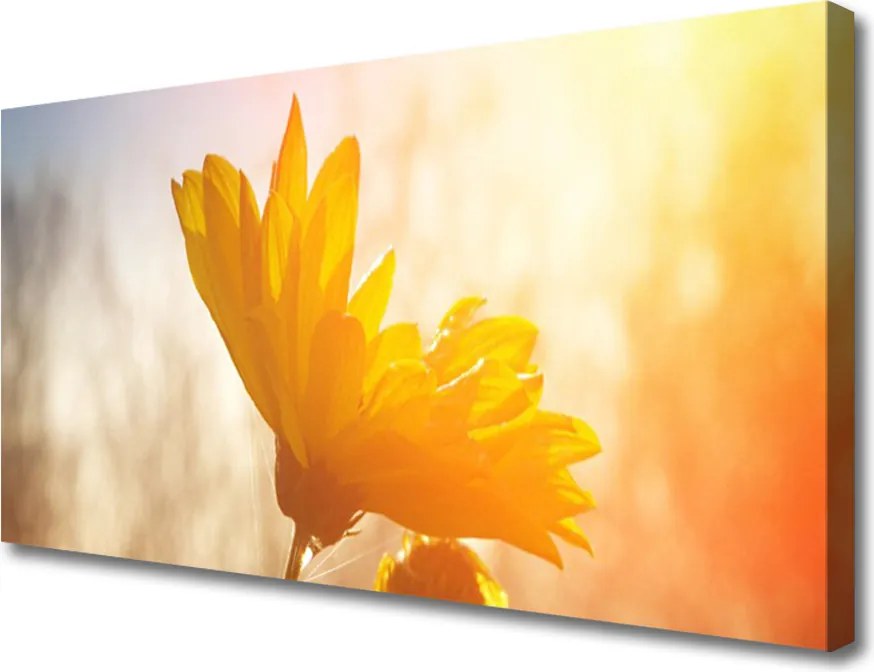 Zdjęcie na płótnie Złoty Słonecznik w Słońcu