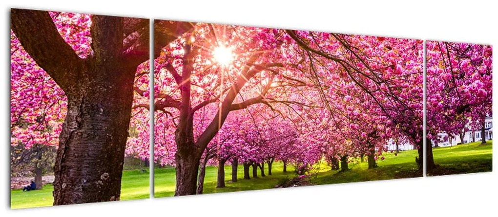 Obraz kwitnących czereśni, Hurd Park, Dover, New Jersey (170x50 cm)