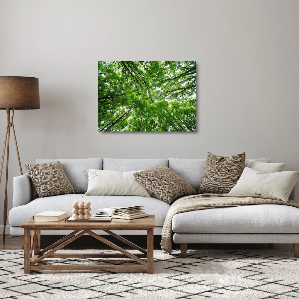 Obraz na szkle - Widok do korony drzewa (70x50 cm)