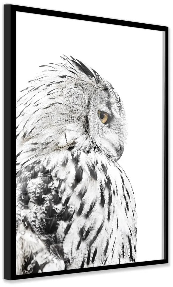 Obraz 50x70 cm Owl – Styler