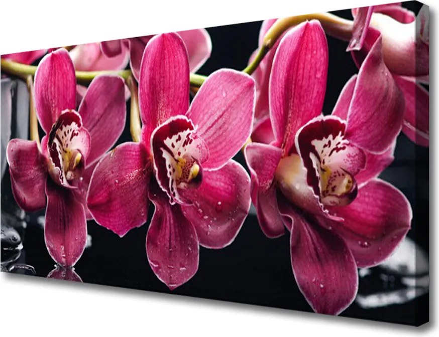 Obraz canvas Pędy Storczyka w Rozkwicie