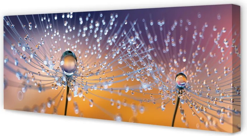 Obraz na płótnie Rosa na Parasolkach Dmuchawca