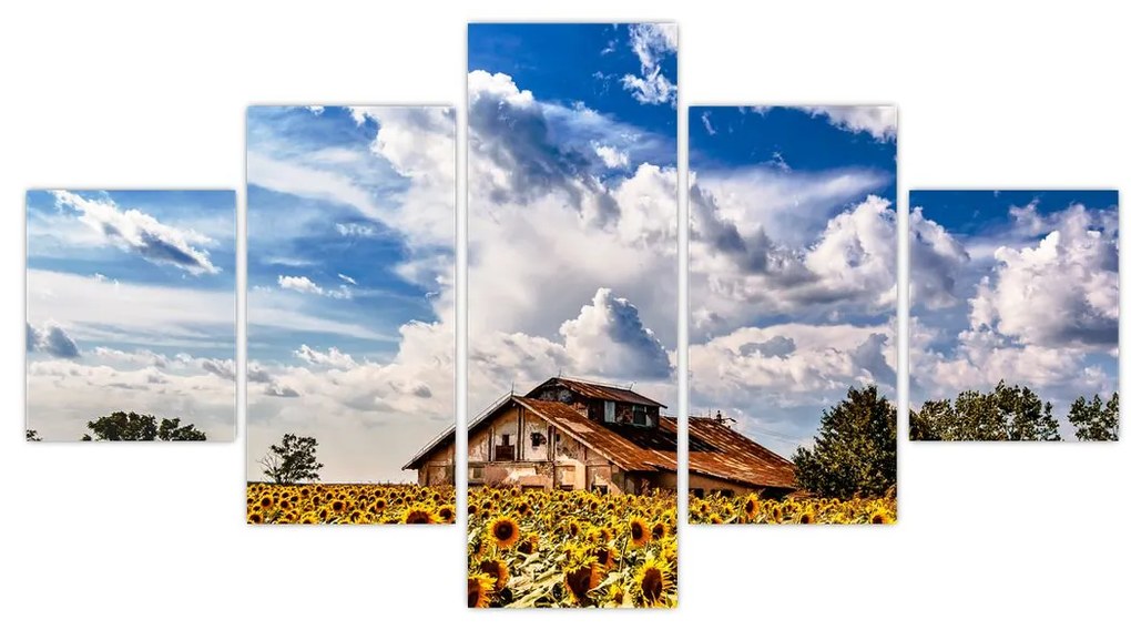 Obraz pola słoneczników (125x70 cm)