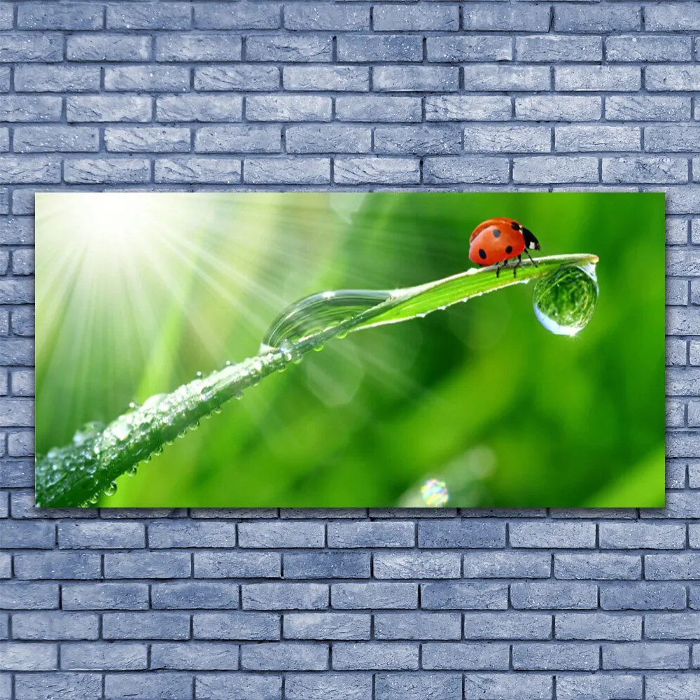 Obraz canvas na ścianę Mała Biedronka na Źdźble