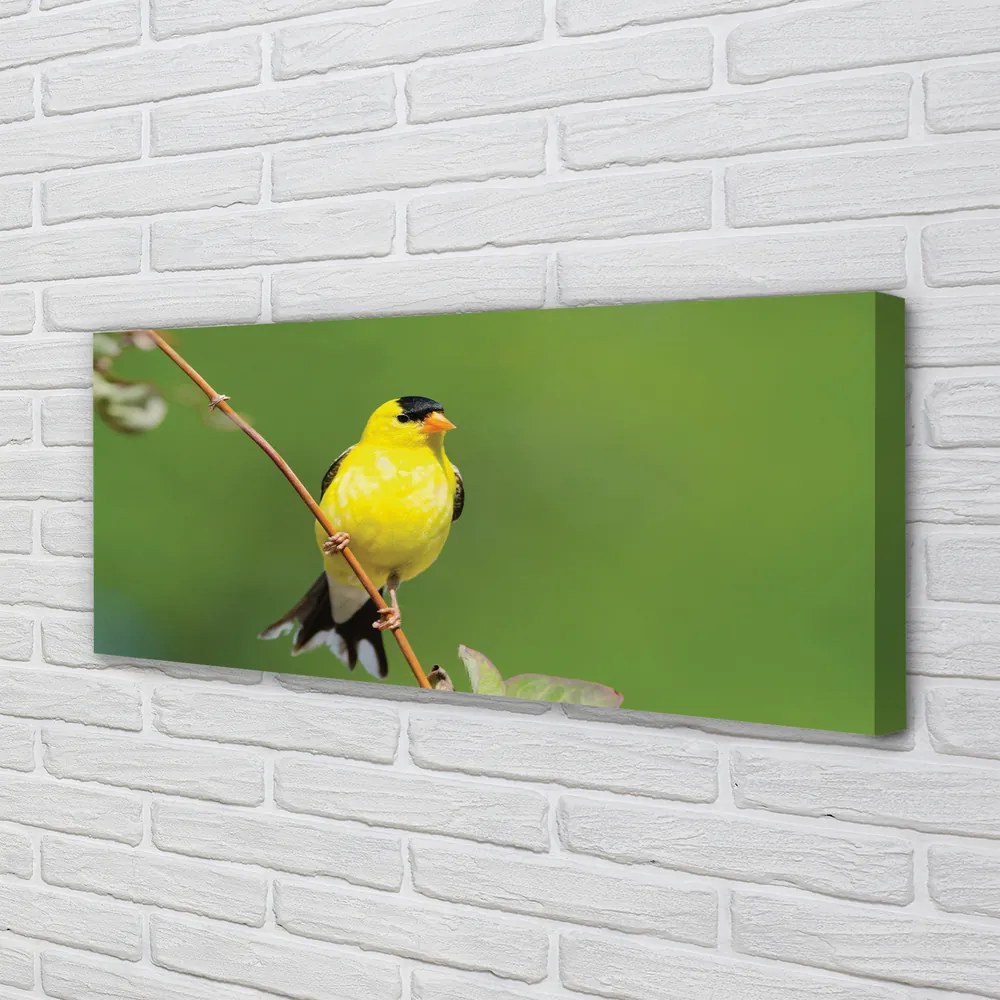 Zdjęcie na płótnie Żółta Papuga