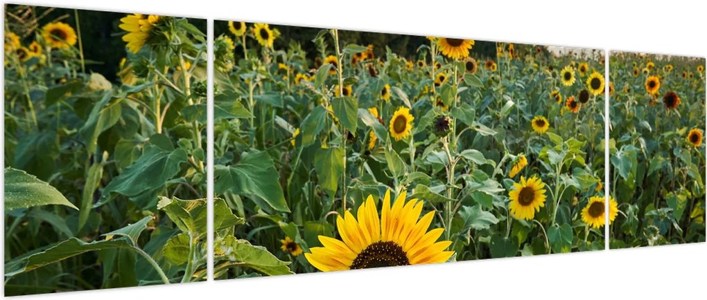 Obraz - Sunflower Field II. (170x50 cm)