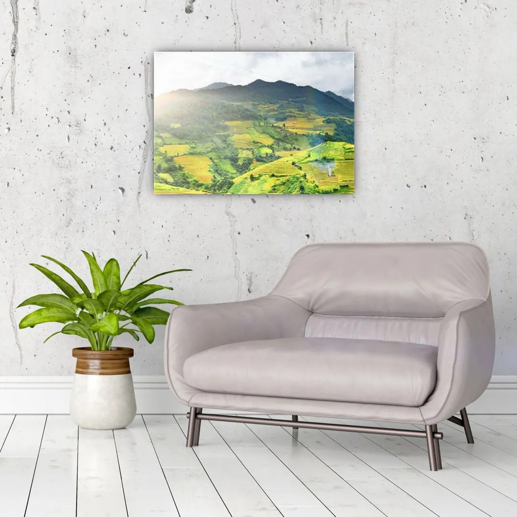 Obraz plantacji (70x50 cm)