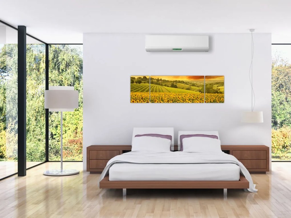 Obraz - Pole słoneczników (170x50 cm)