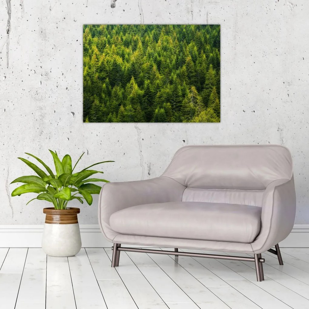 Obraz - Gęsty las (70x50 cm)