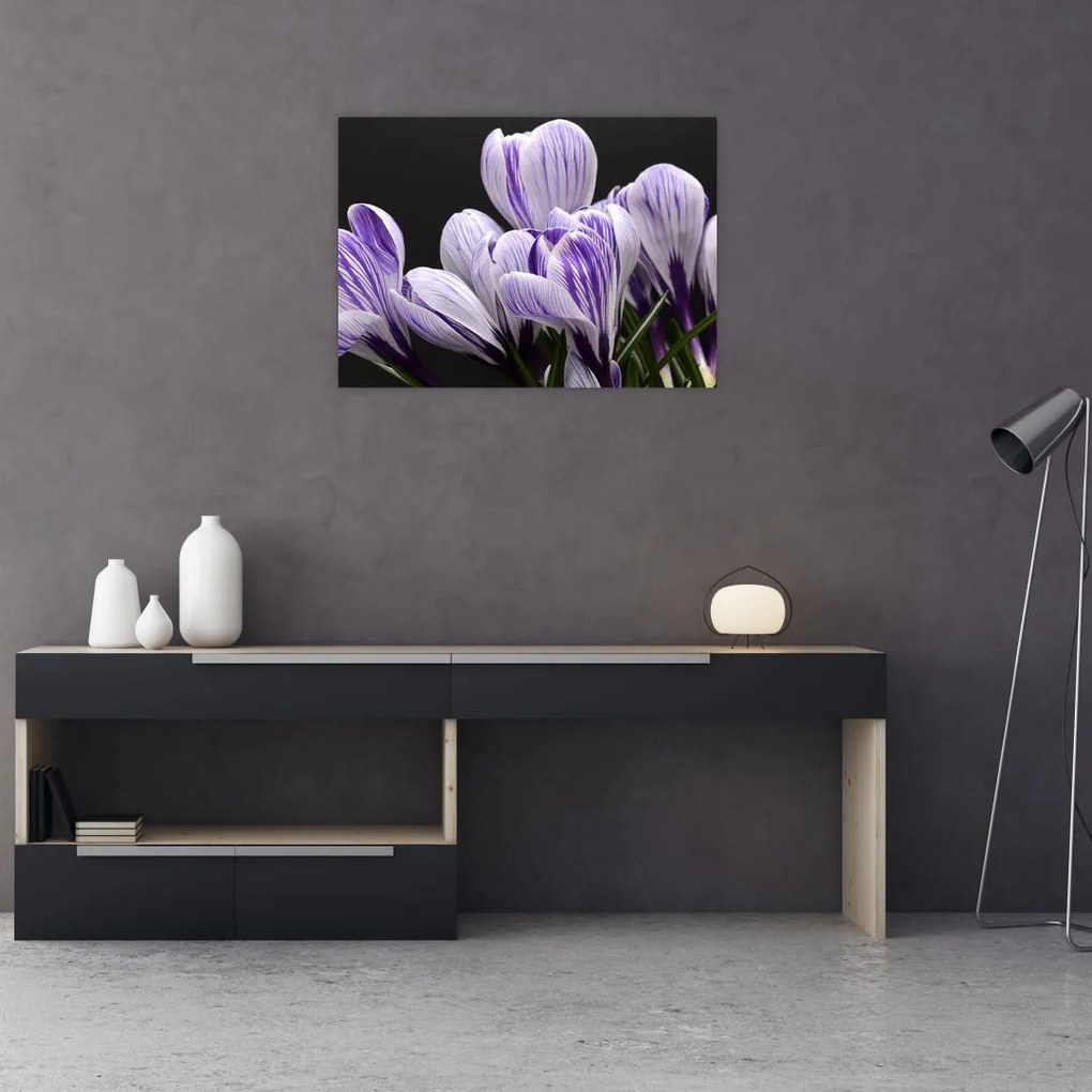 Obraz na szkle - Fioletowe krokusy (70x50 cm)