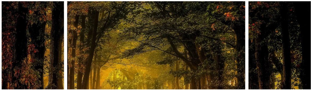 Obraz lasu (170x50 cm)