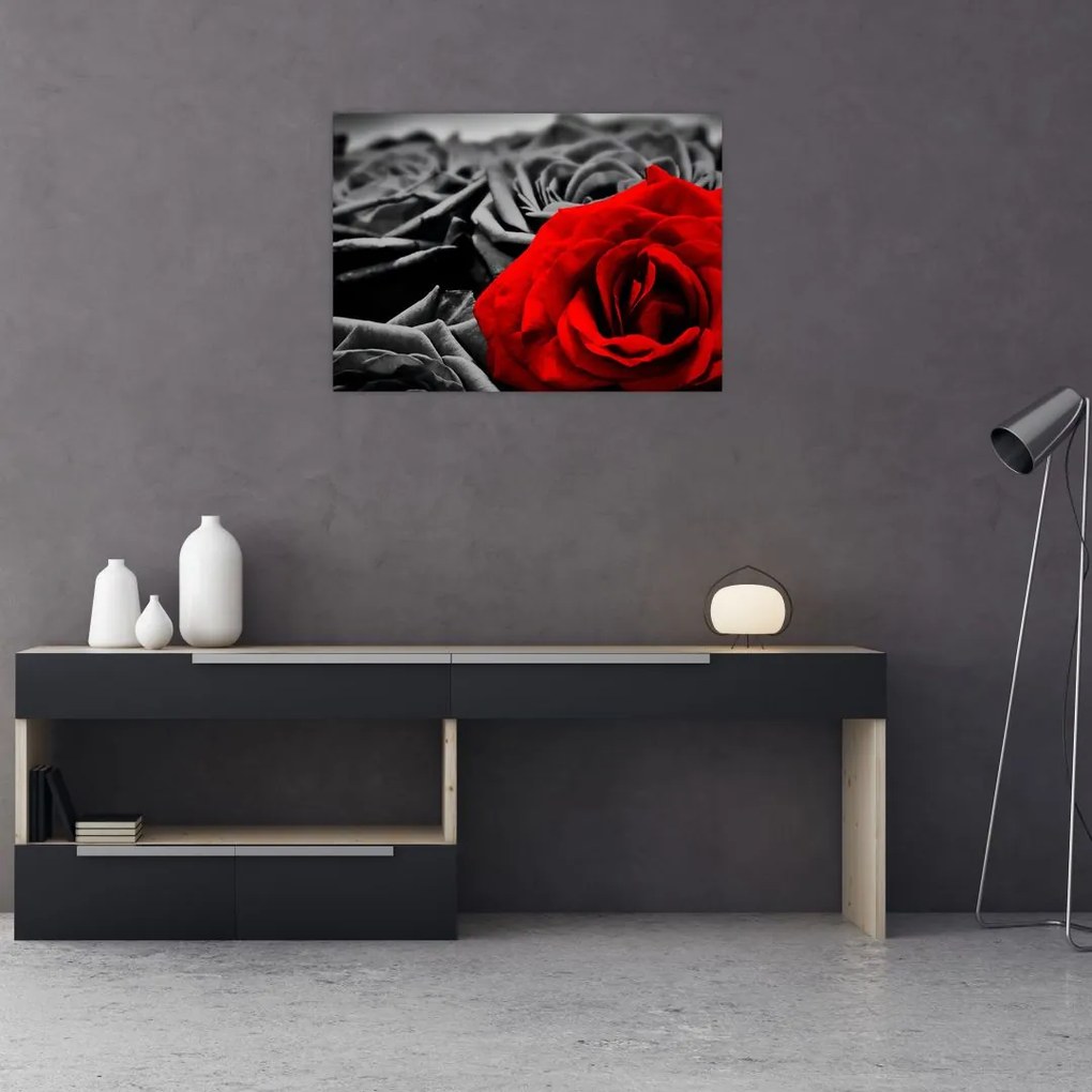 Obraz - Kwiaty róży (70x50 cm)