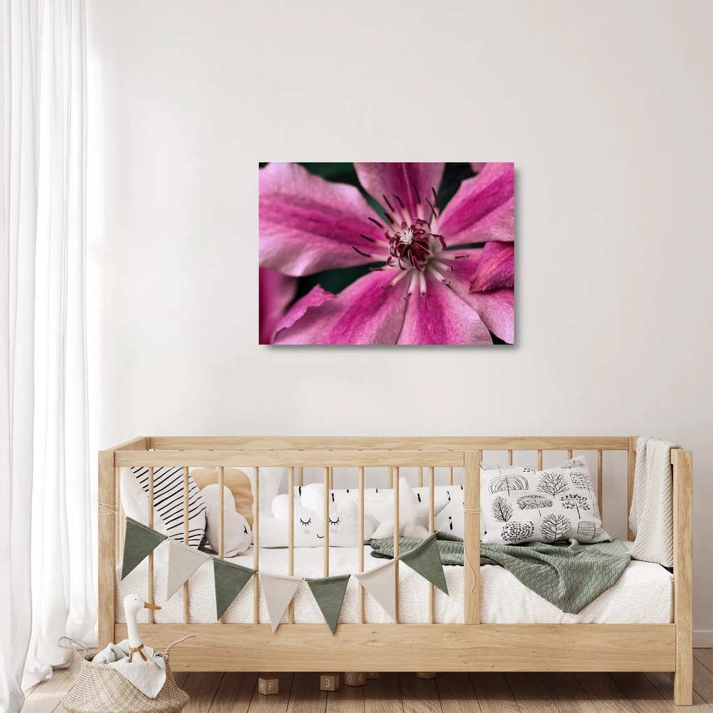 Obraz na szkle różowego kwiatu powojnika (70x50 cm)