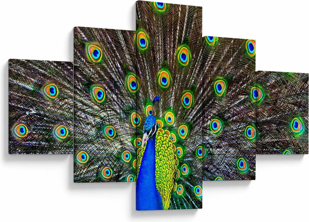 Obraz - Paw (125x70 cm)