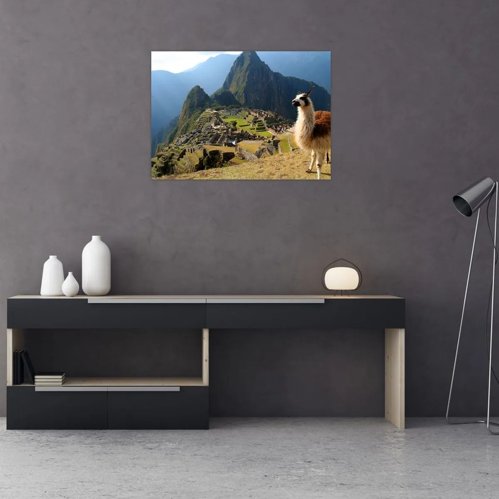 Obraz - Lama i Machu Picchu (70x50 cm)