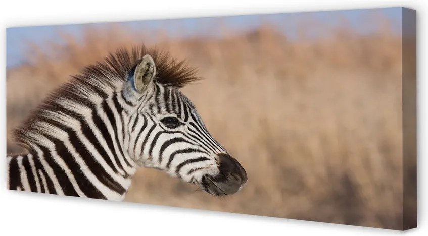 Fotoobraz na płótnie Zebra na Tle Natury