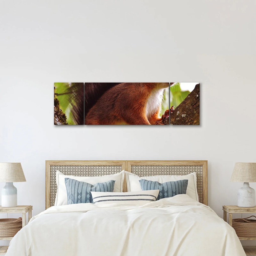 Obraz wiewiórki (170x50 cm)