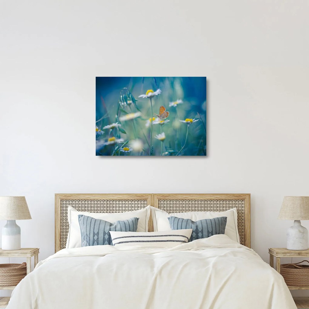 Obraz na szkle - Motyl na stokrotce (70x50 cm)