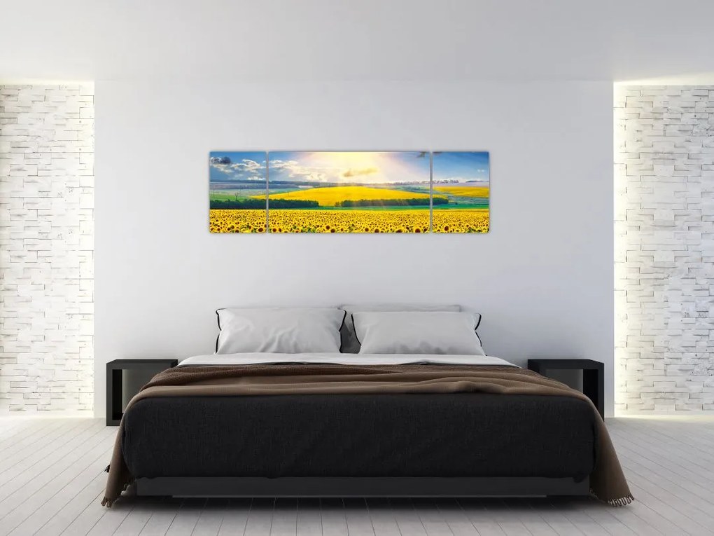 Obraz - Pole słoneczników (170x50 cm)
