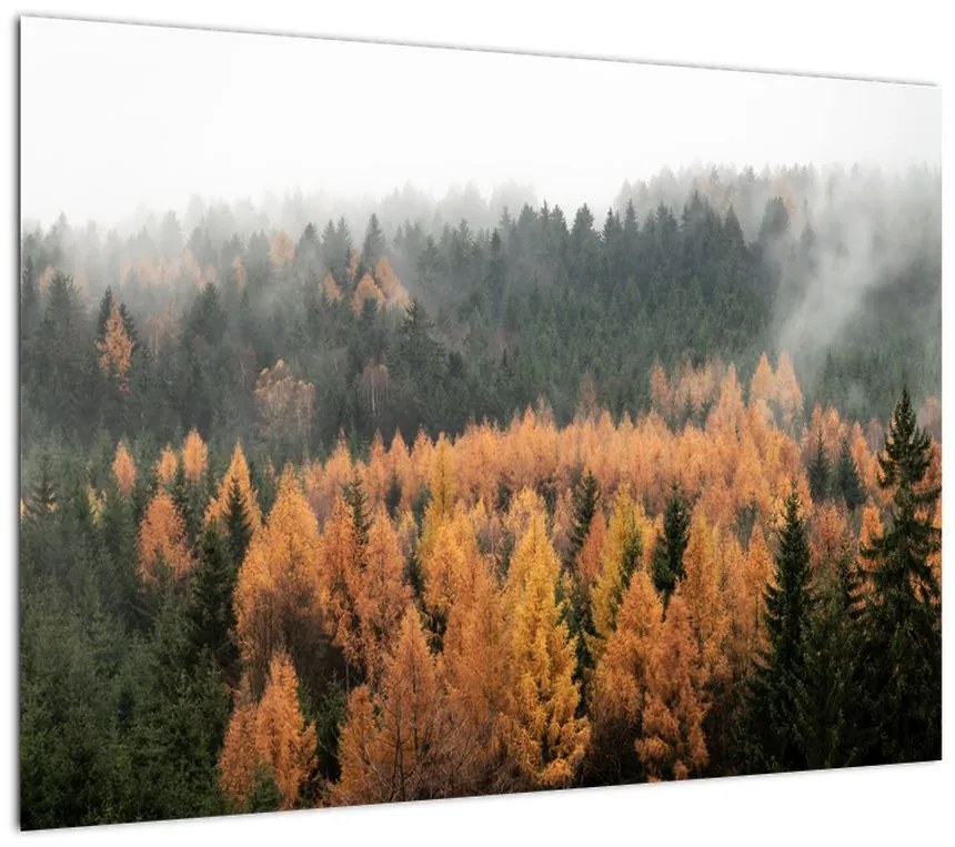 Obraz - Jesienny las (70x50 cm)