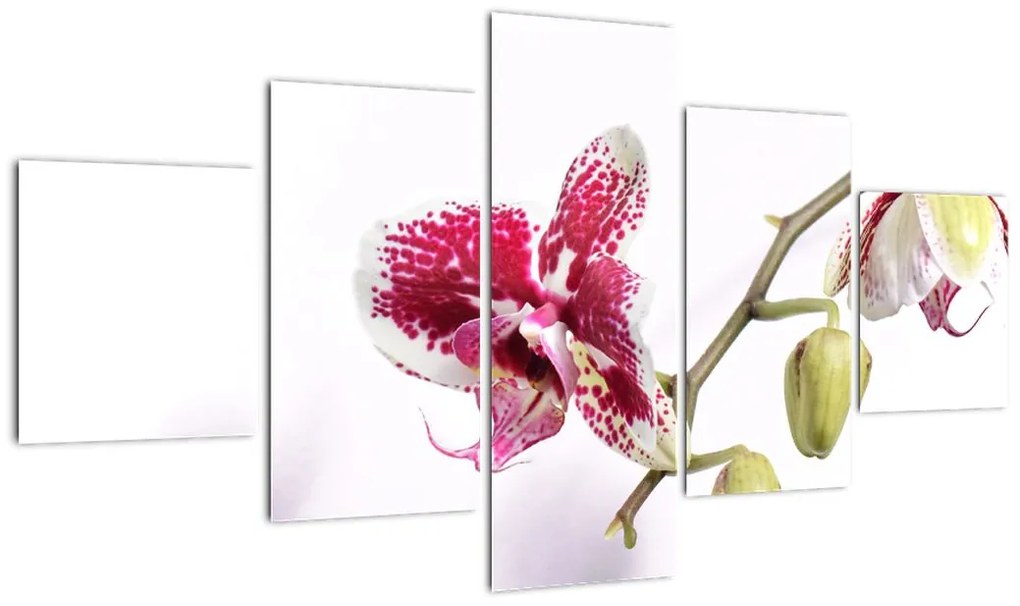 Obraz kwiatu orchidei (125x70 cm)