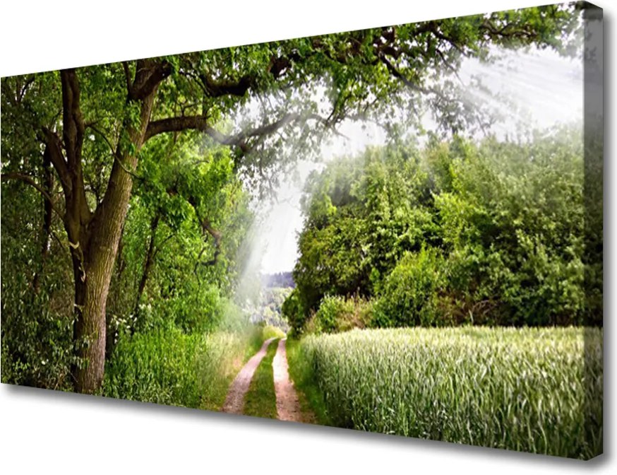 Fotoobraz na płótnie Ścieżka przez Słoneczny Las