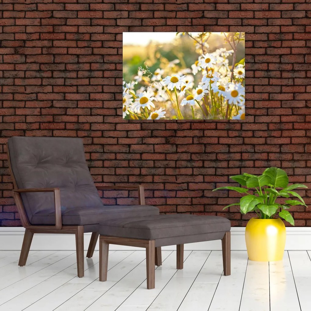 Obraz - Stokrotki (70x50 cm)