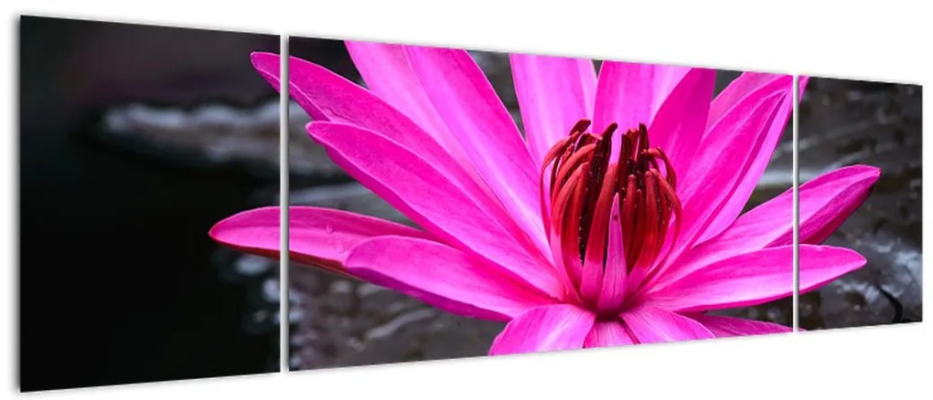Obraz - różowy kwiat (170x50 cm)