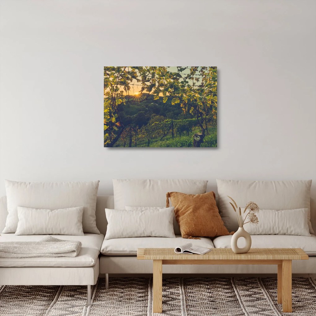 Obraz na szkle - Winnica (70x50 cm)