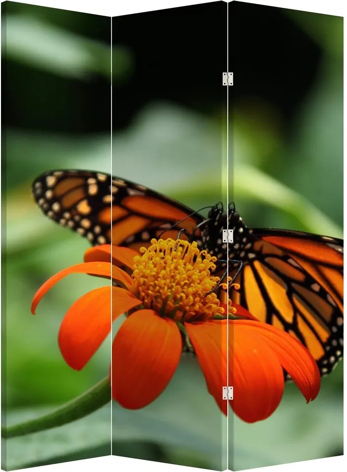 Parawan - Motyl na kwiatku (126x170 cm)