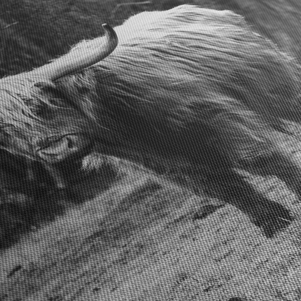 Obraz - Szkocka krowa 3, czarno - biały (170x50 cm)