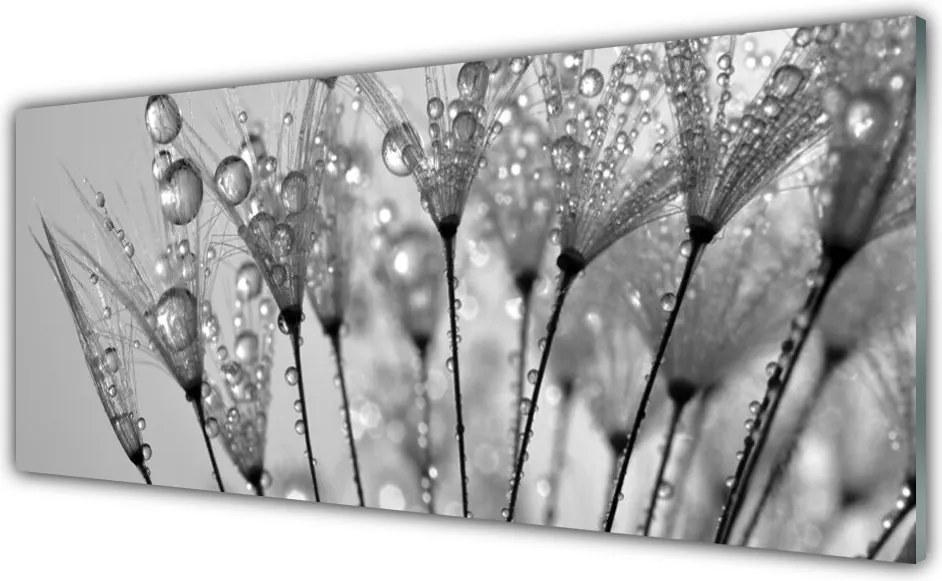 Panel Kuchenny Ulotność Mniszka Lekarskiego