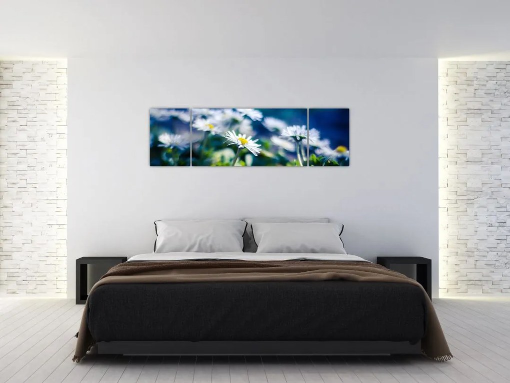 Obraz stokrotek (170x50 cm)