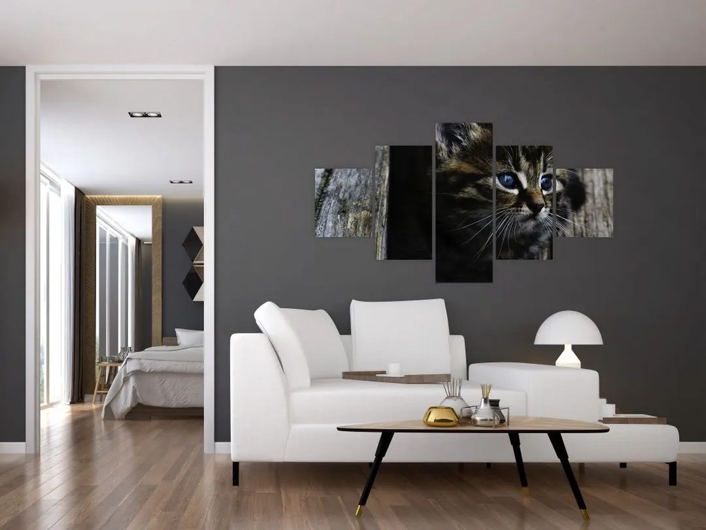 Obraz kotka (125x70 cm)