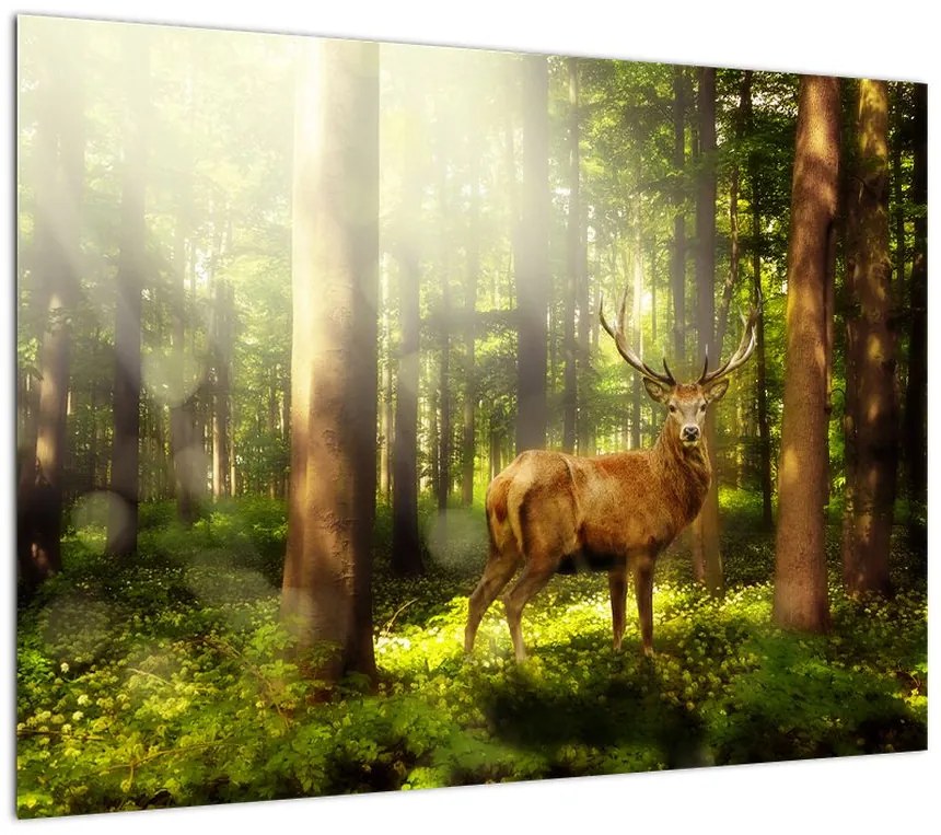 Obraz jelenia w lesie (70x50 cm)
