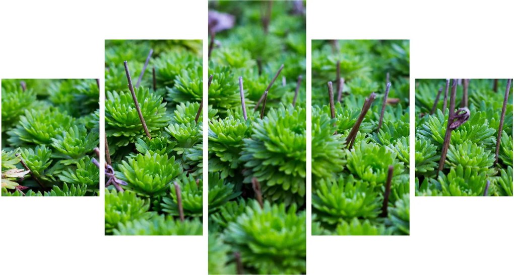Obraz sukulentów (125x70 cm)