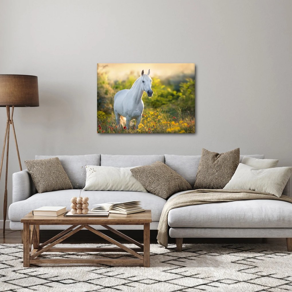 Obraz białego konia na łące (70x50 cm)