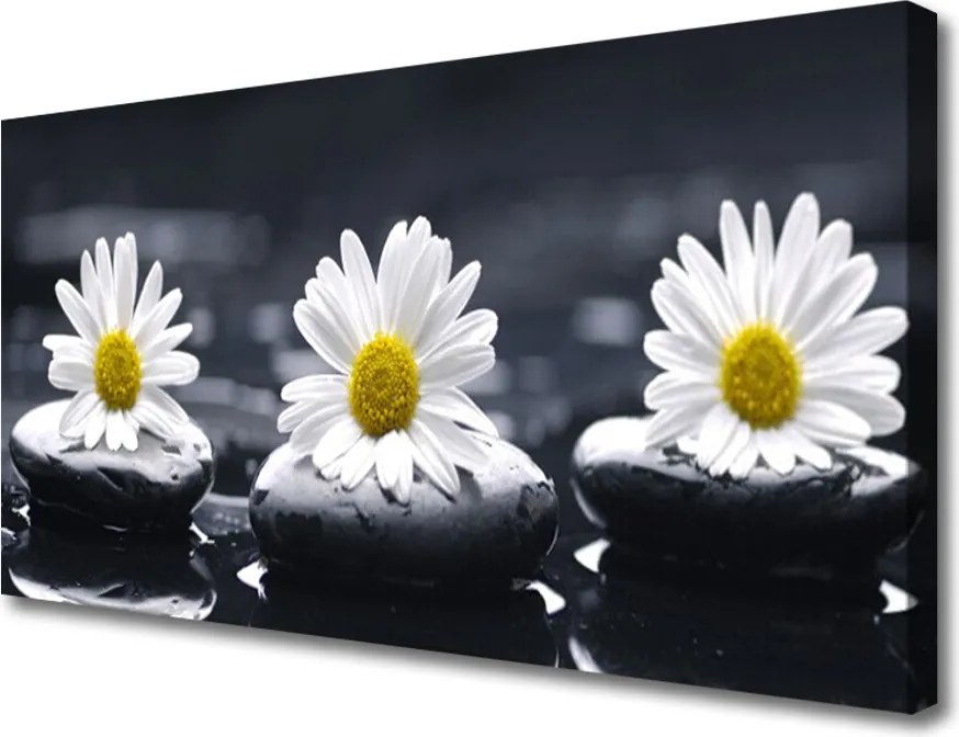 Fotoobraz na płótnie Stokrotka wśród Kamieni