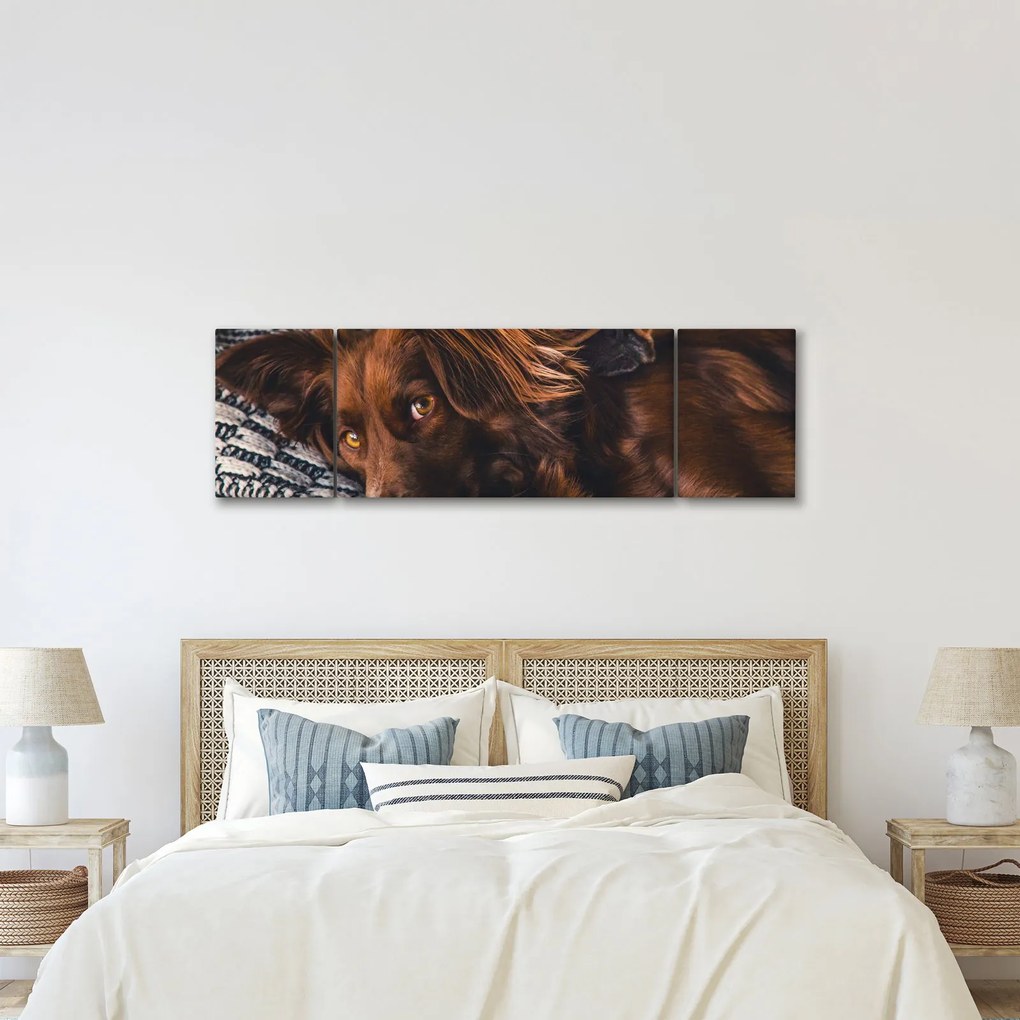 Obraz leżących psów (170x50 cm)