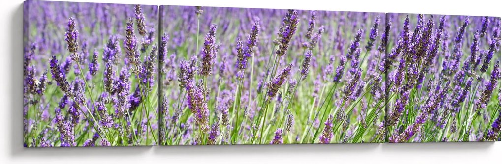 Obraz pola z lawendą (170x50 cm)