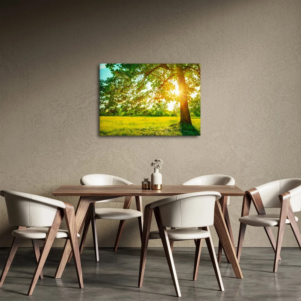 Obraz - Słoneczny Las (70x50 cm)