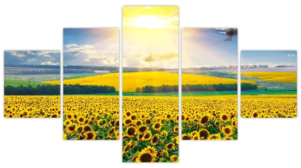 Obraz - Pole słoneczników (125x70 cm)