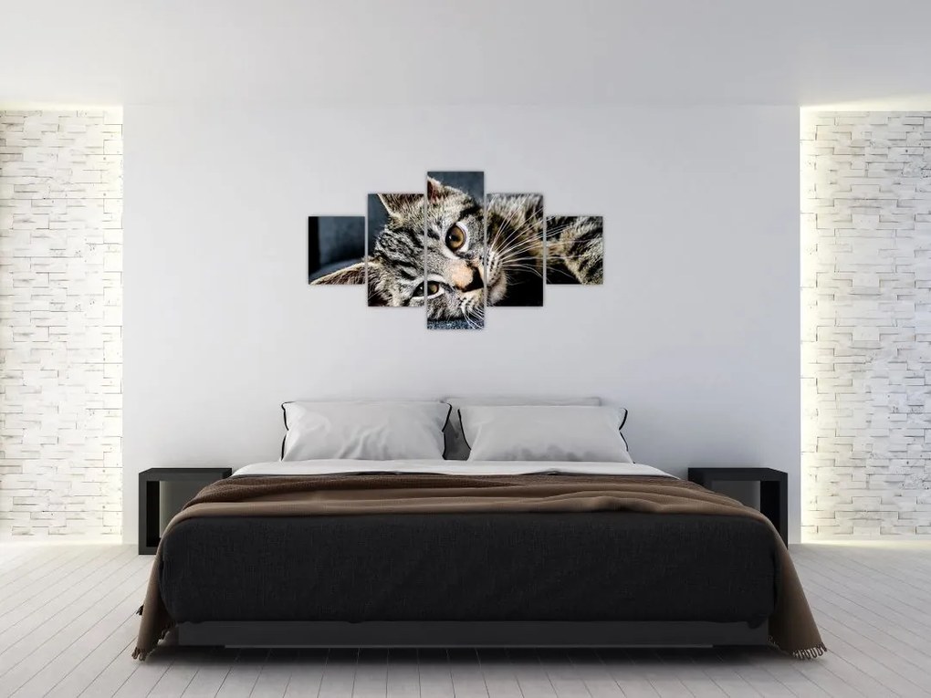 Obraz - Kotek (125x70 cm)