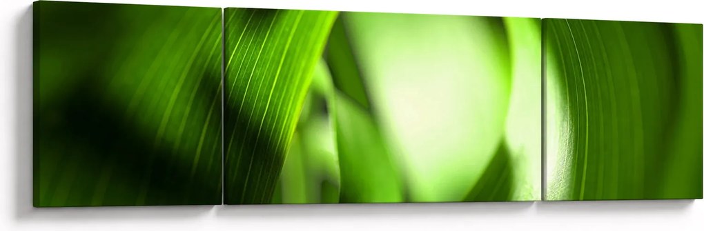 Obraz - Źdźbło trawy (170x50 cm)