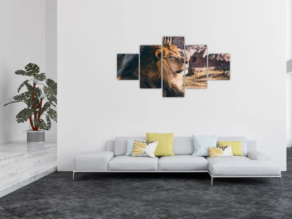 Obraz leżącego lwa (125x70 cm)