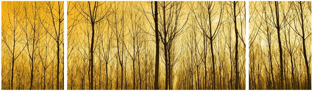 Obraz lasu o zachodzie słońca (170x50 cm)