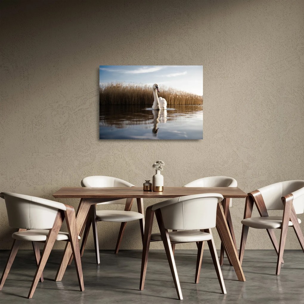Obraz na szkle - łabędź (70x50 cm)