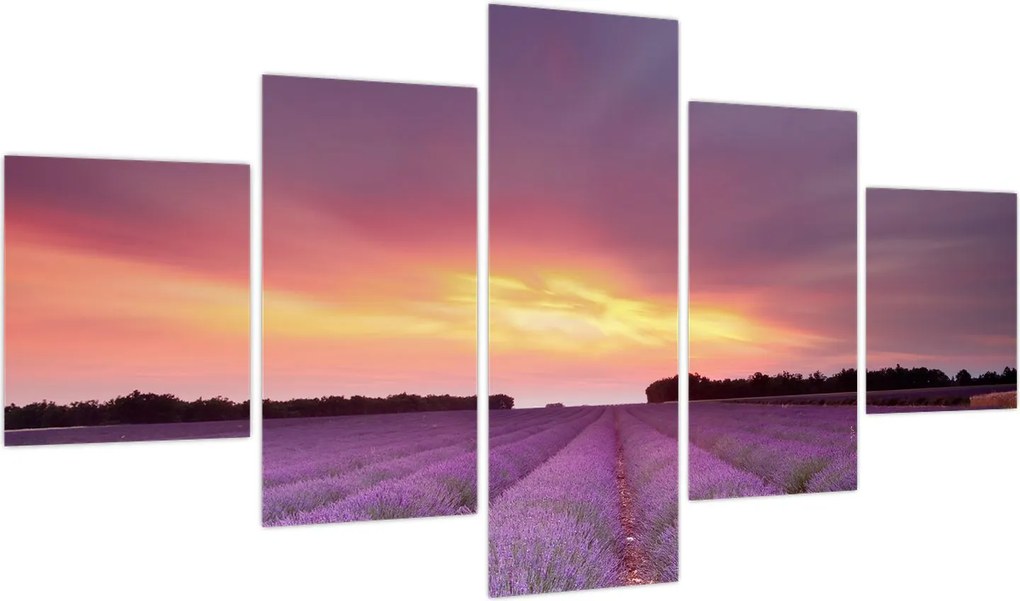 Obraz - Pole lawendy (125x70 cm)